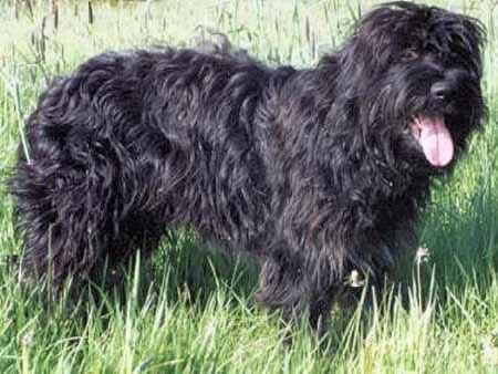 portuguese sheepdog teeth