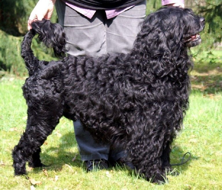 portuguese water dog teeth