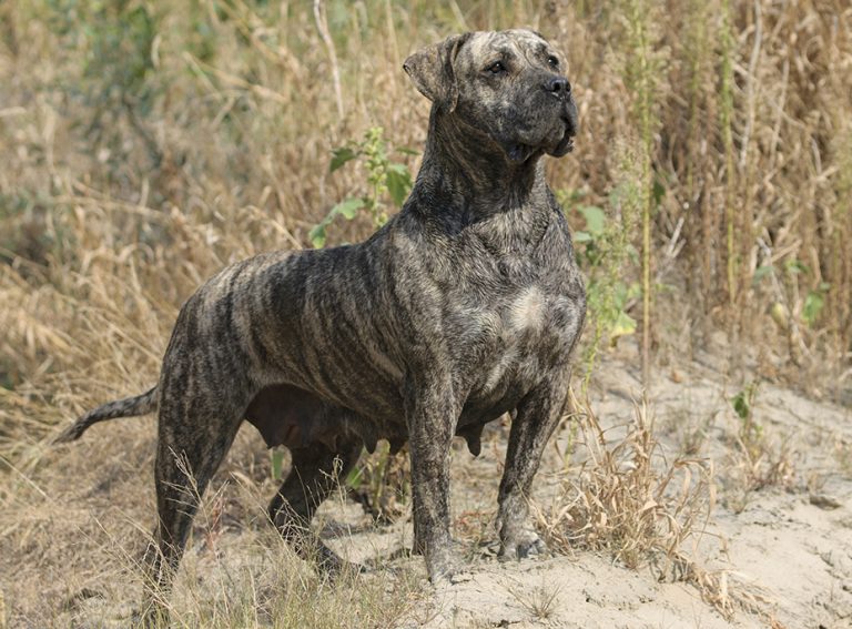 presa canario teeth