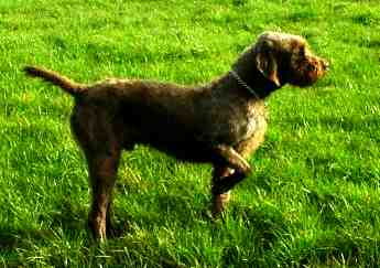 pudelpointer teeth