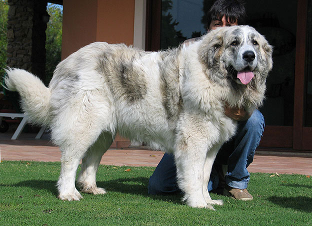 pyrenean mastiff teeth
