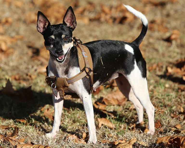 rat terrier teeth