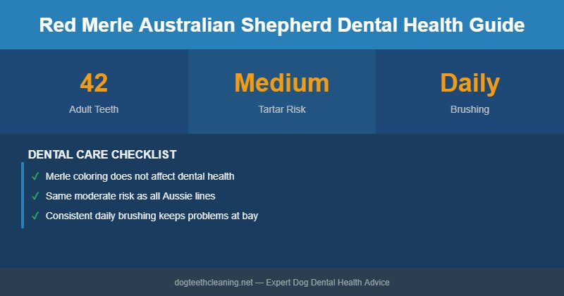 Red Merle Australian Shepherd dental health infographic
