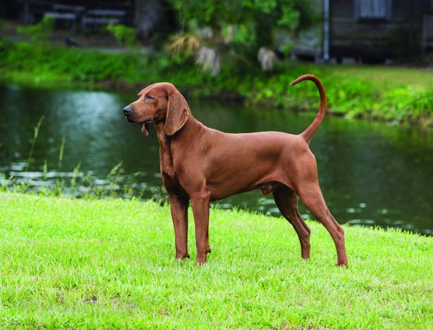 redbone coonhound teeth