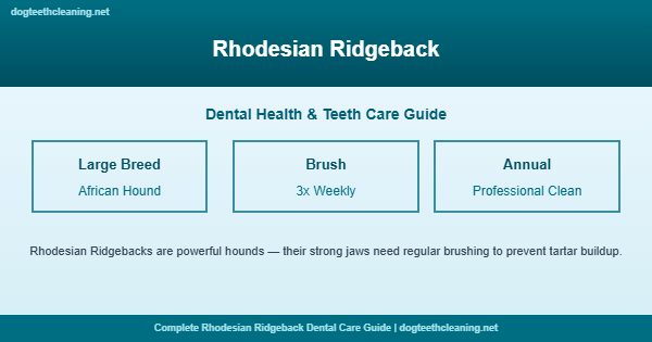 Rhodesian Ridgeback teeth cleaning and dental care guide