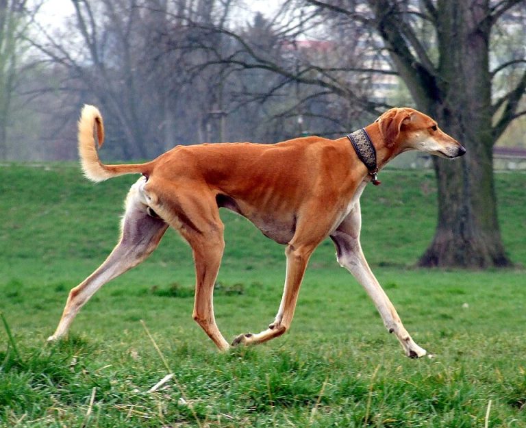 saluki teeth