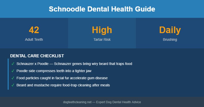 Schnoodle dental health infographic