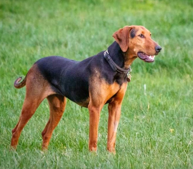 serbian hound teeth
