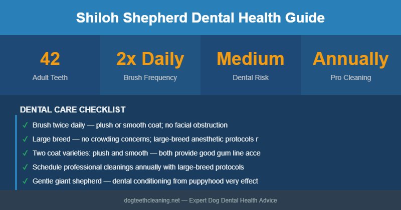 Shiloh Shepherd dental health infographic