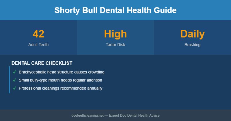 Shorty Bull dental health infographic