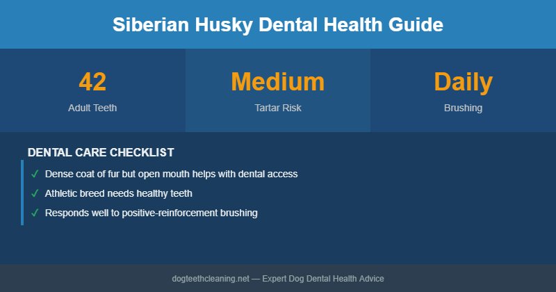 Siberian Husky dental health infographic