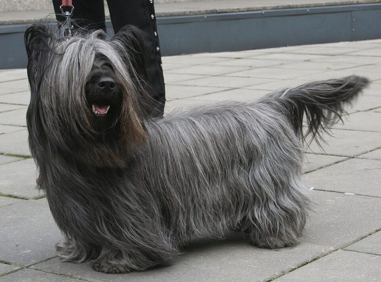 skye terrier teeth