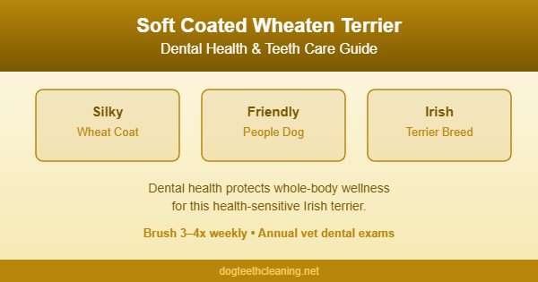 Soft Coated Wheaten Terrier teeth and dental care guide infographic