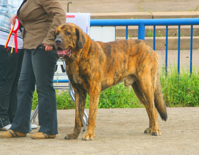 spanish mastiff teeth