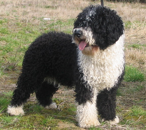 spanish water dog teeth