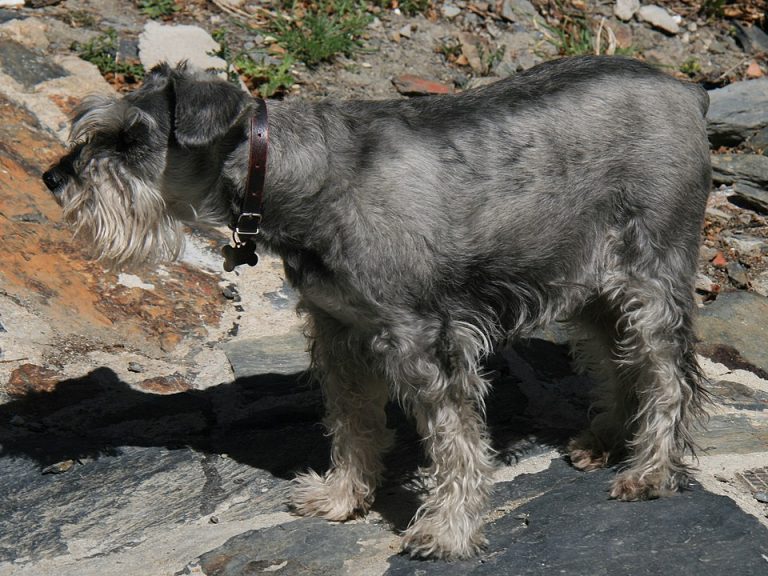 standard schnauzer teeth