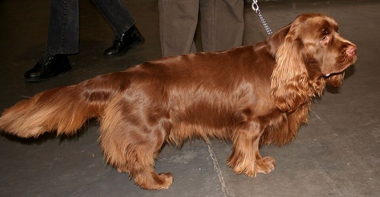 sussex spaniel teeth