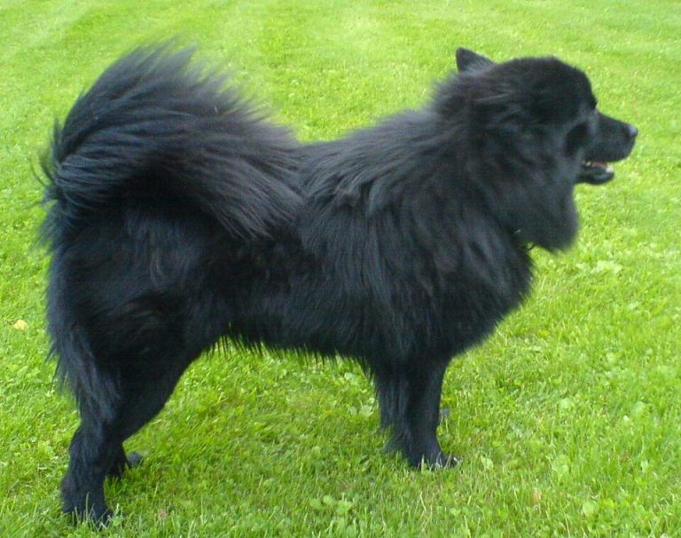 swedish lapphund teeth