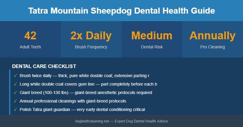 Tatra Mountain Sheepdog dental health infographic