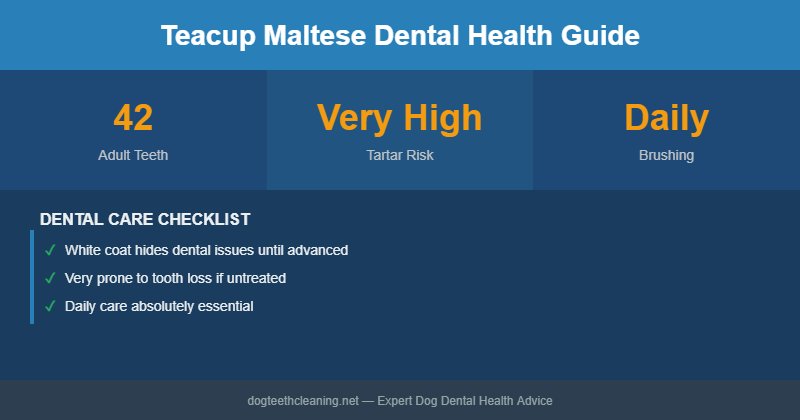 Teacup Maltese dental health infographic