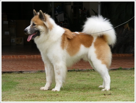 thai bangkaew dog teeth
