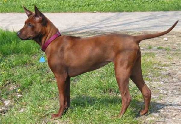 thai ridgeback teeth