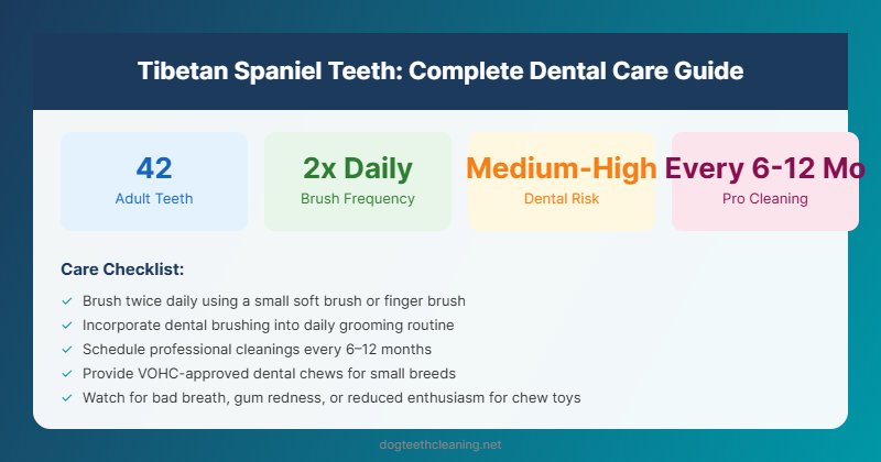 tibetan spaniel teeth dental care guide infographic