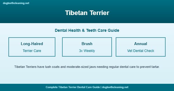 Tibetan Terrier teeth cleaning and dental care guide