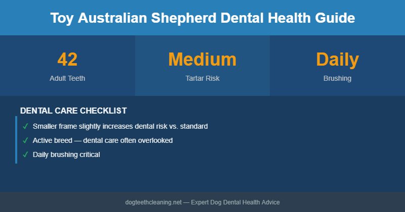Toy Australian Shepherd dental health infographic