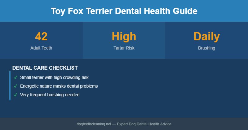 Toy Fox Terrier dental health infographic