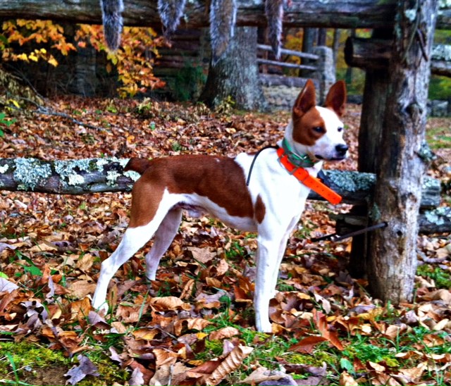 treeing feist teeth