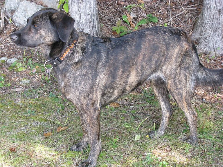 treeing tennessee brindle teeth