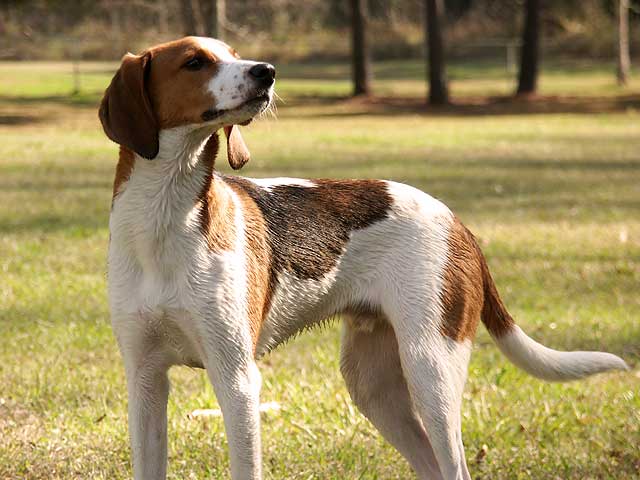 treeing walker coonhound teeth