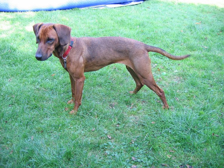 tyrolean hound teeth