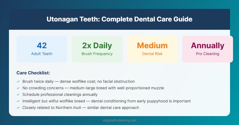 utonagan dog teeth dental care guide infographic