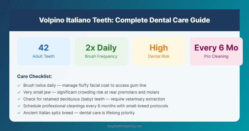 volpino italiano teeth dental care guide infographic