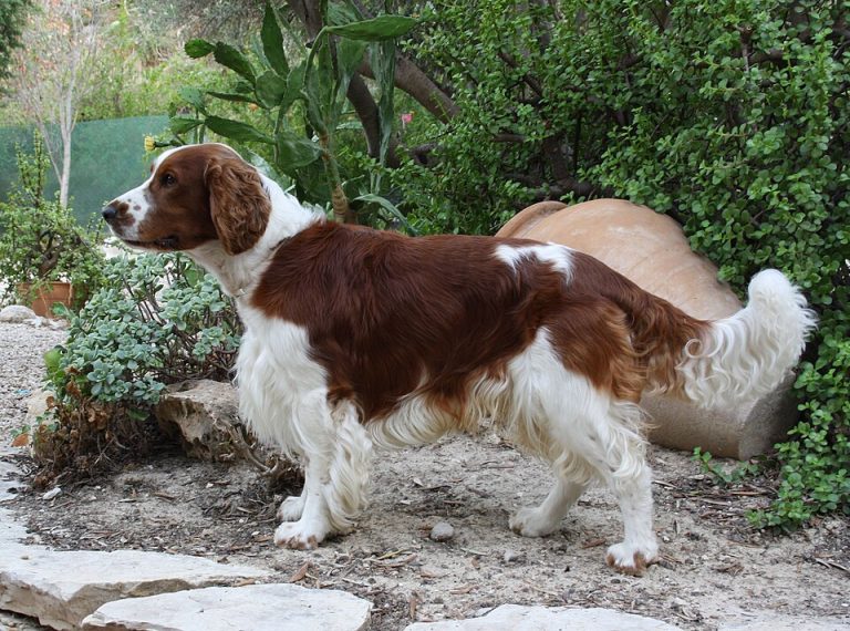 welsh springer spaniel teeth