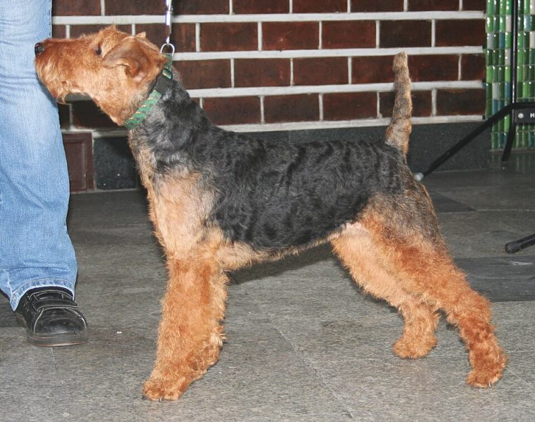 welsh terrier teeth