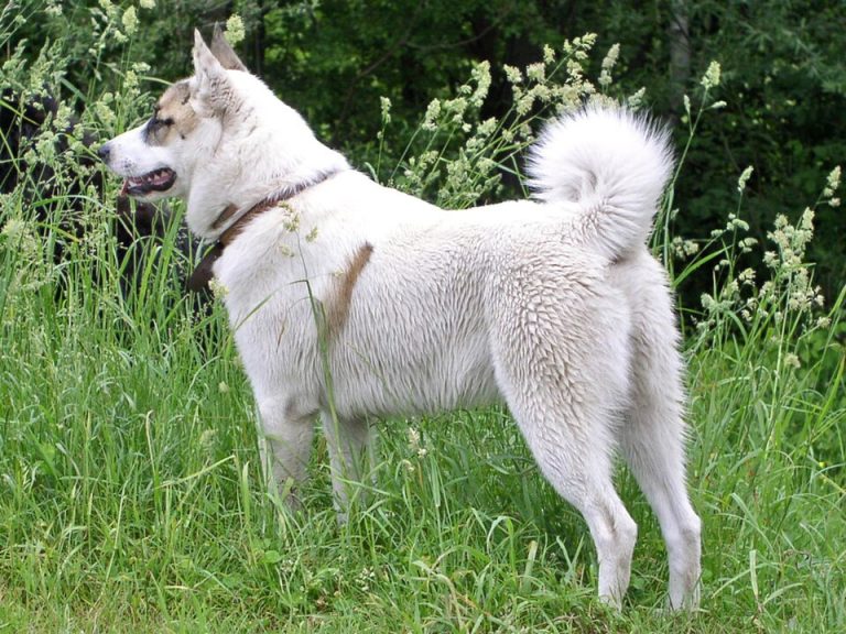 west siberian laika teeth