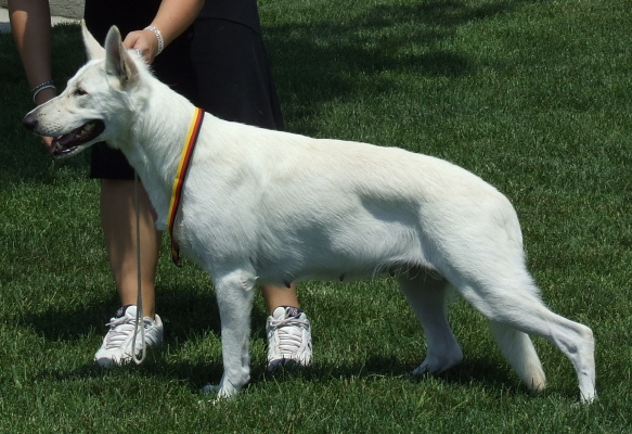 white shepherd teeth