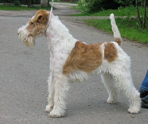 wire fox terrier teeth