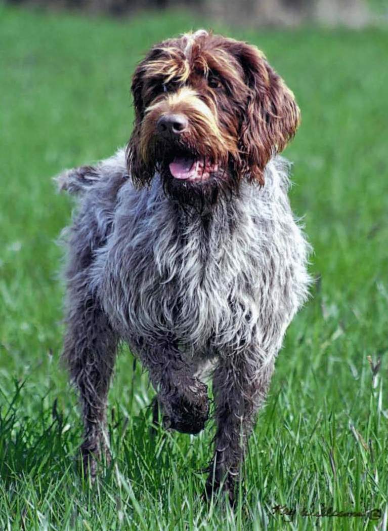 wirehaired pointing griffon teeth