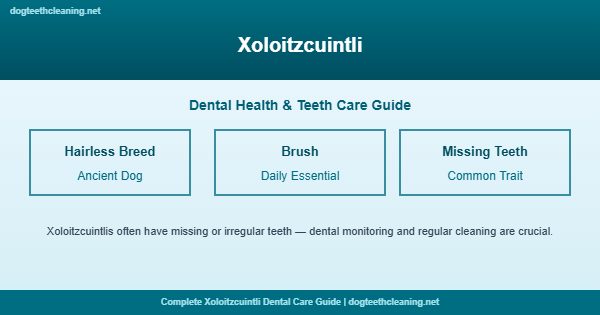 Xoloitzcuintli teeth cleaning and dental care guide