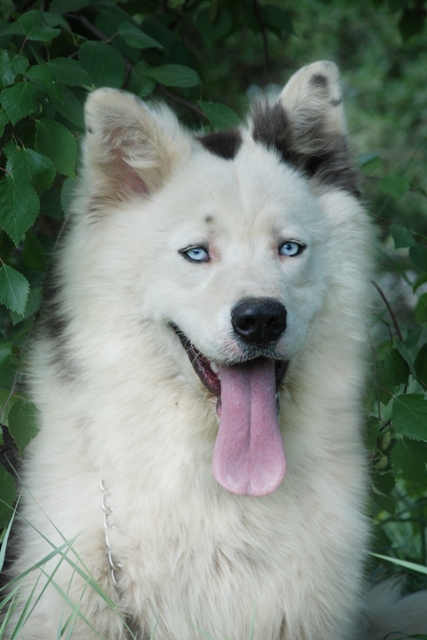 yakutian laika teeth